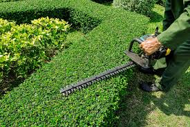 trimming shrubbery